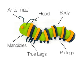 Butterfly Life Cycle Kit Curriculum