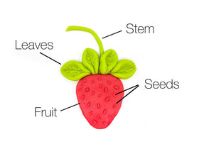 Strawberry Picking Kit Curriculum