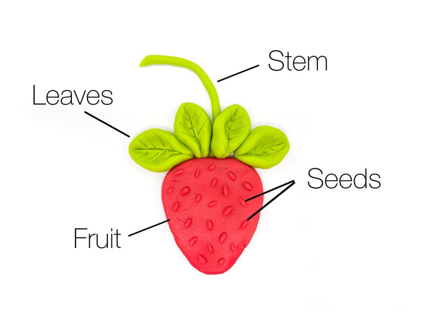 Strawberry Picking Kit Curriculum Kit Curriculum Young, Wild & Friedman 