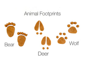 Woodland Animal Kit Curriculum